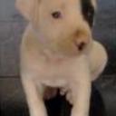 Ruffo