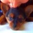 Rocco