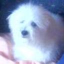 Charmin