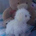 Charmin