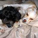 Pupipipin