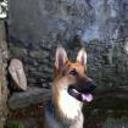 Syra