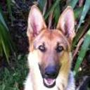 Syra