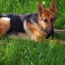 Syra