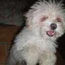 Pichi