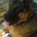 Lobo