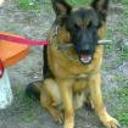 Lobo