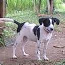 Copito
