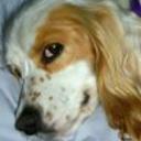 Toby
