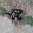 Rex