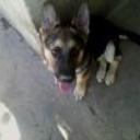 Rex