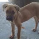 Nena
