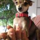 Chiquiti