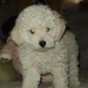 Romeo
