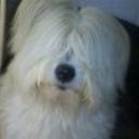 Toby