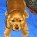 Canela