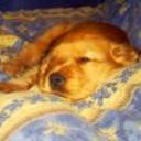 Canela