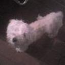 Blanquita