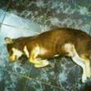 Pillin