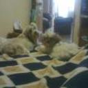 Milli y lulu puentes