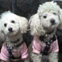 Irlanda y danna