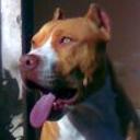 Rocco