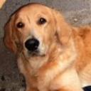 Danko diaz abett de la torre