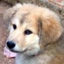 Nala