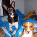 Laika y nano