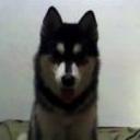 Kyara