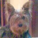 Teddy