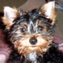 Teddy