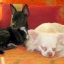 Camote y kyra