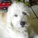 Peluche