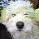Chinto