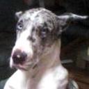 Daphne