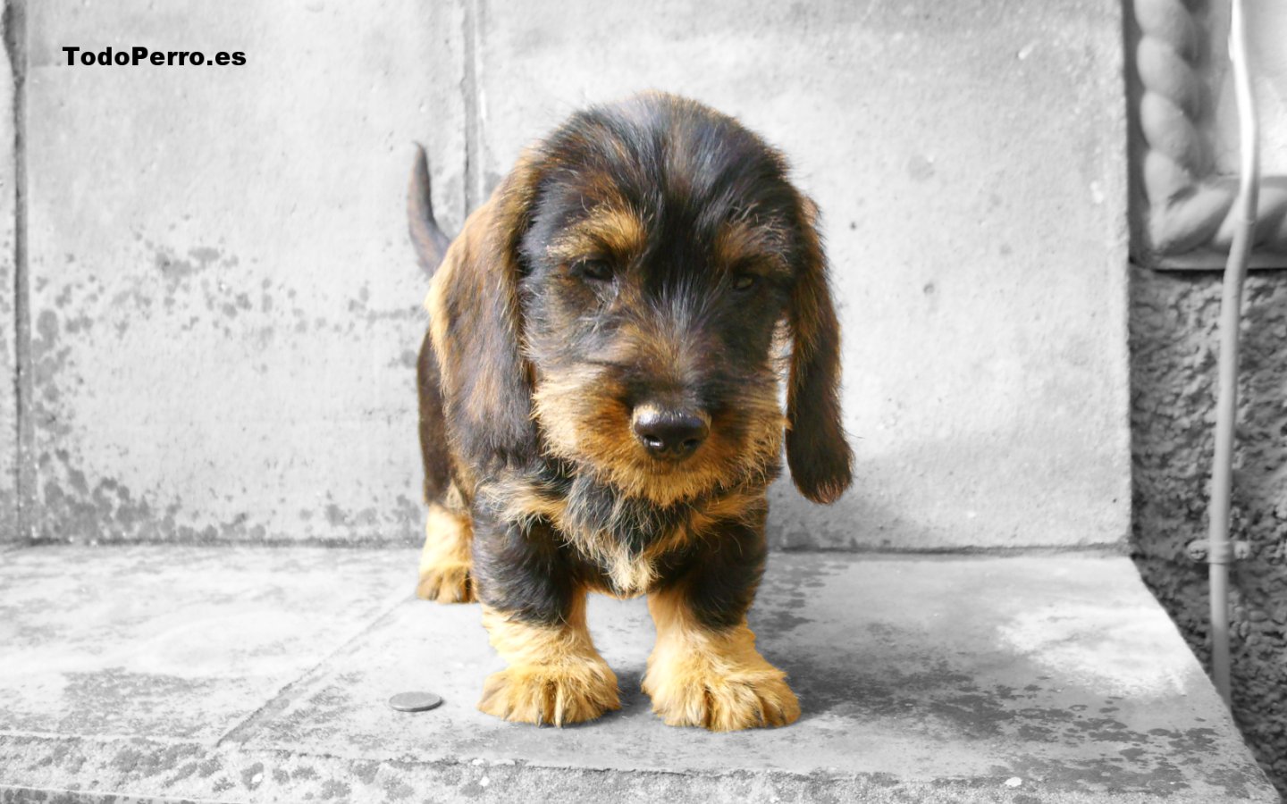 Fondos de perros: Andy 1440x900