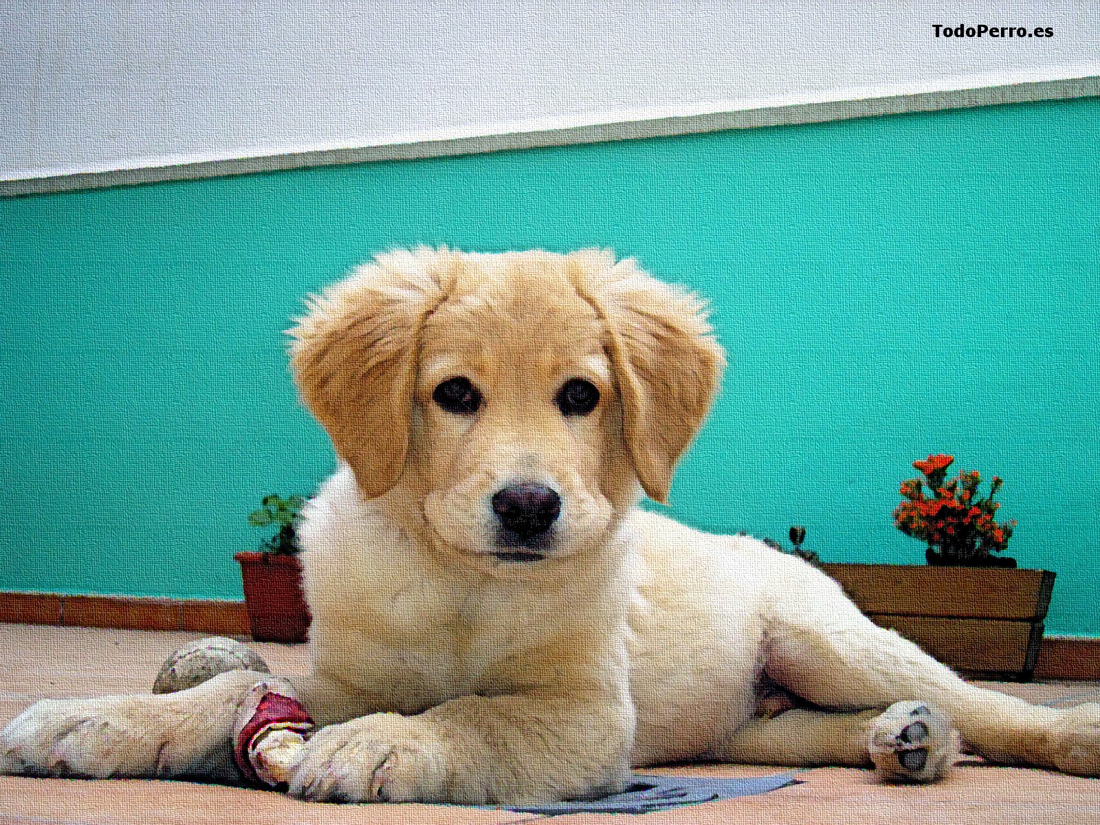 El perro Daxter, un fondo de pantalla 1600x1200