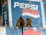 Monos frente a un cartel de pepsi