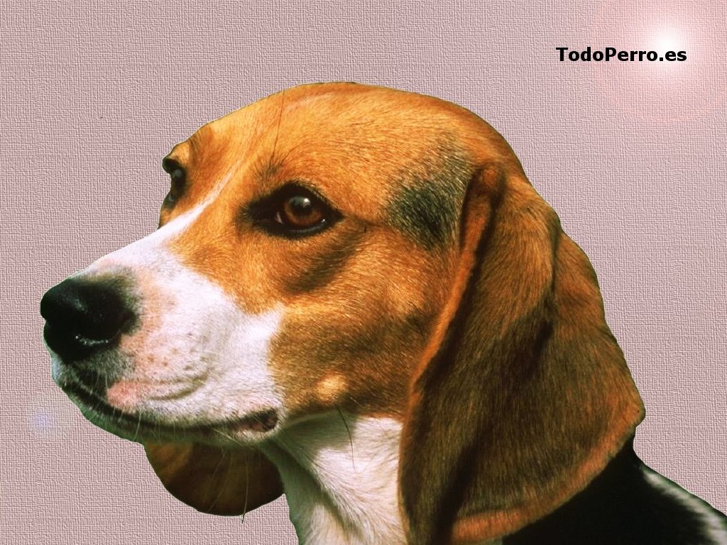Fondo pantalla Beagle